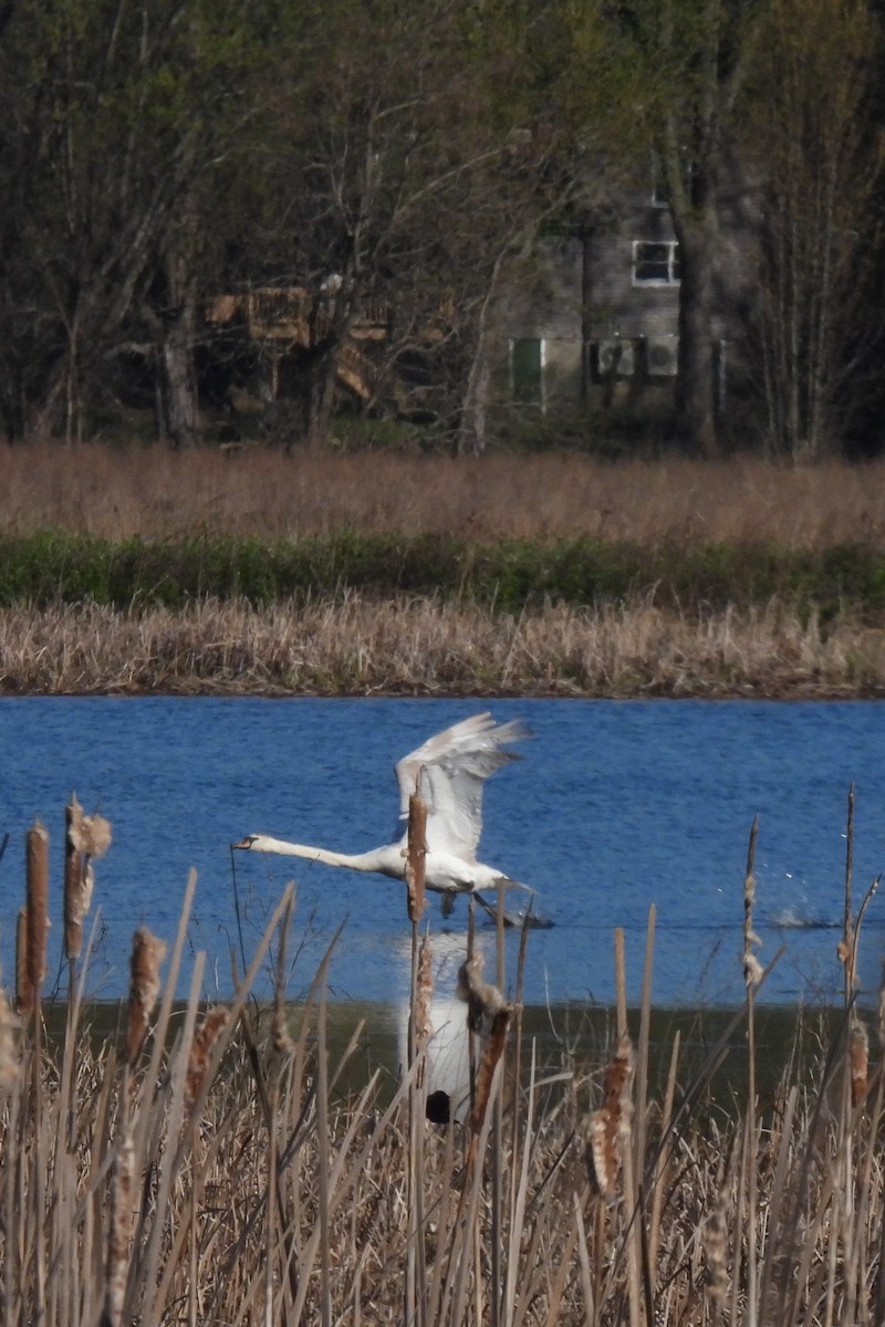 Mute Swan - ML617832550