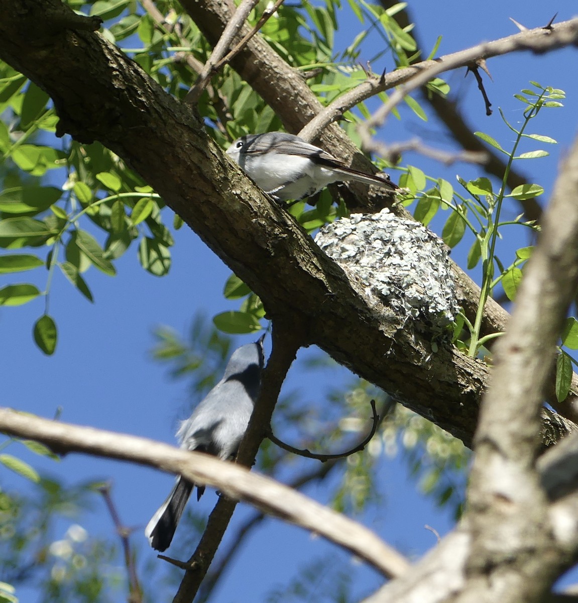 Blue-gray Gnatcatcher - Harriet Bell