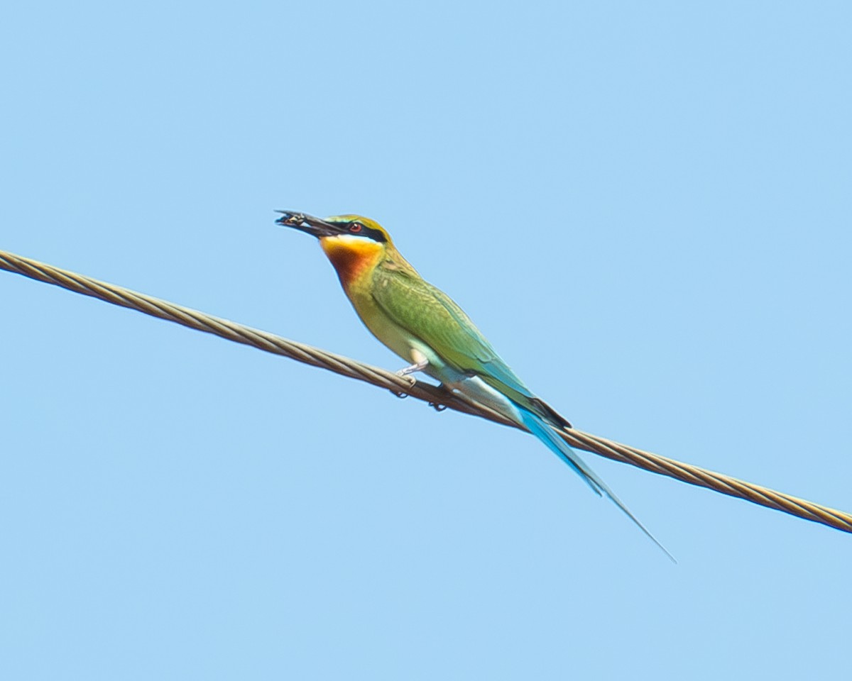 Blue-tailed Bee-eater - ML617832559