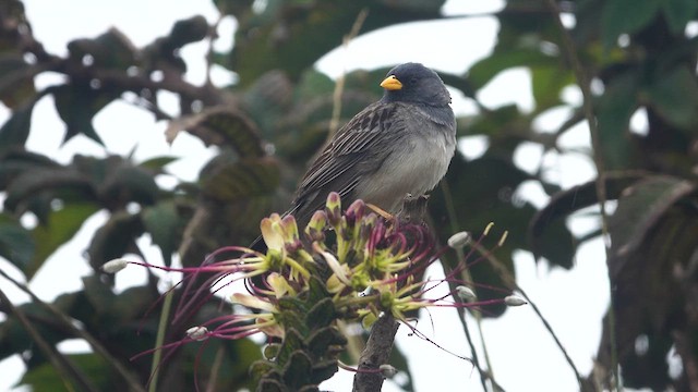 Band-tailed Sierra Finch - ML617832565