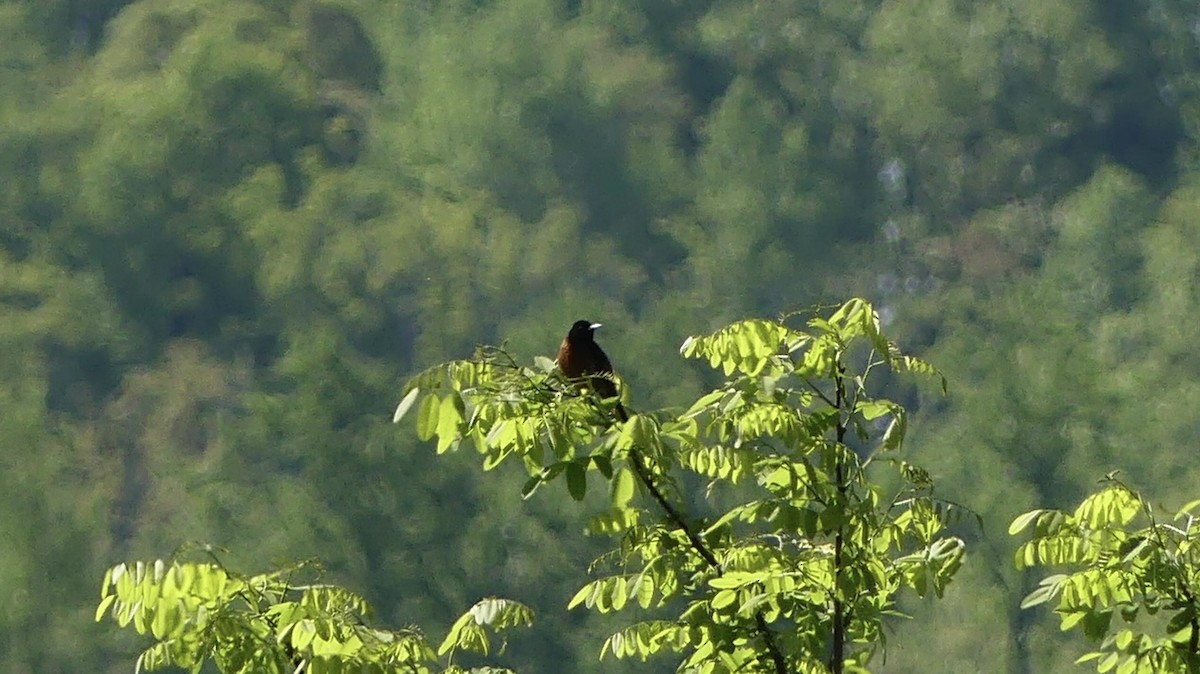 Orchard Oriole - ML617832573