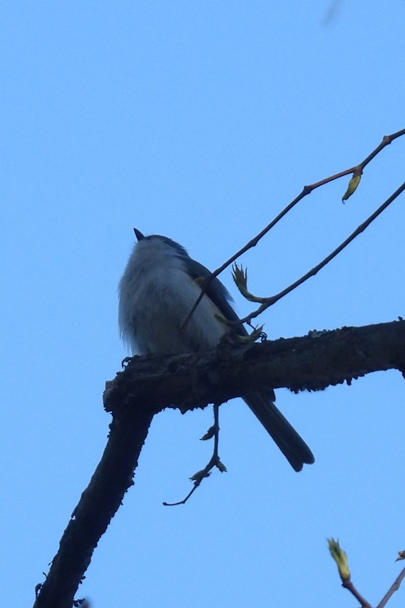 Blue-gray Gnatcatcher - ML617832578