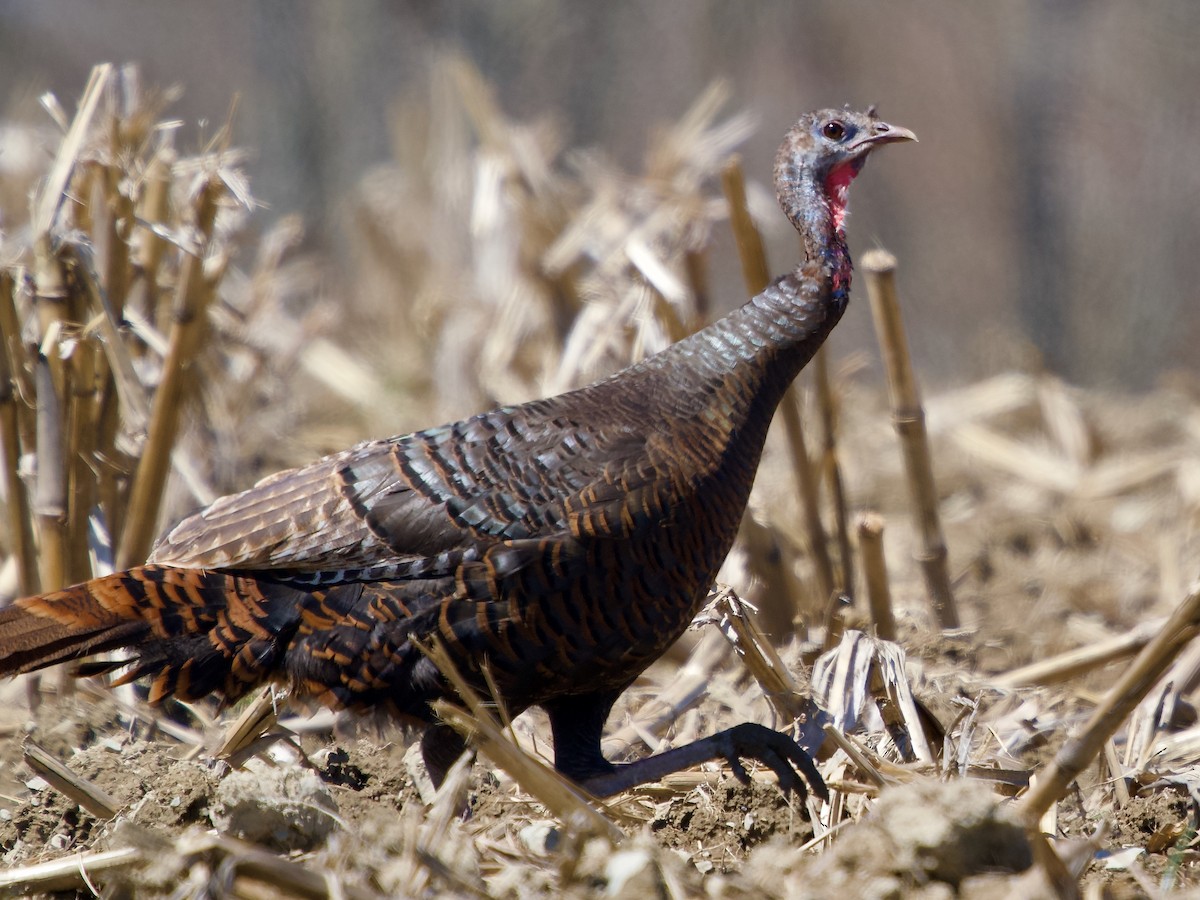 Wild Turkey - ML617832623