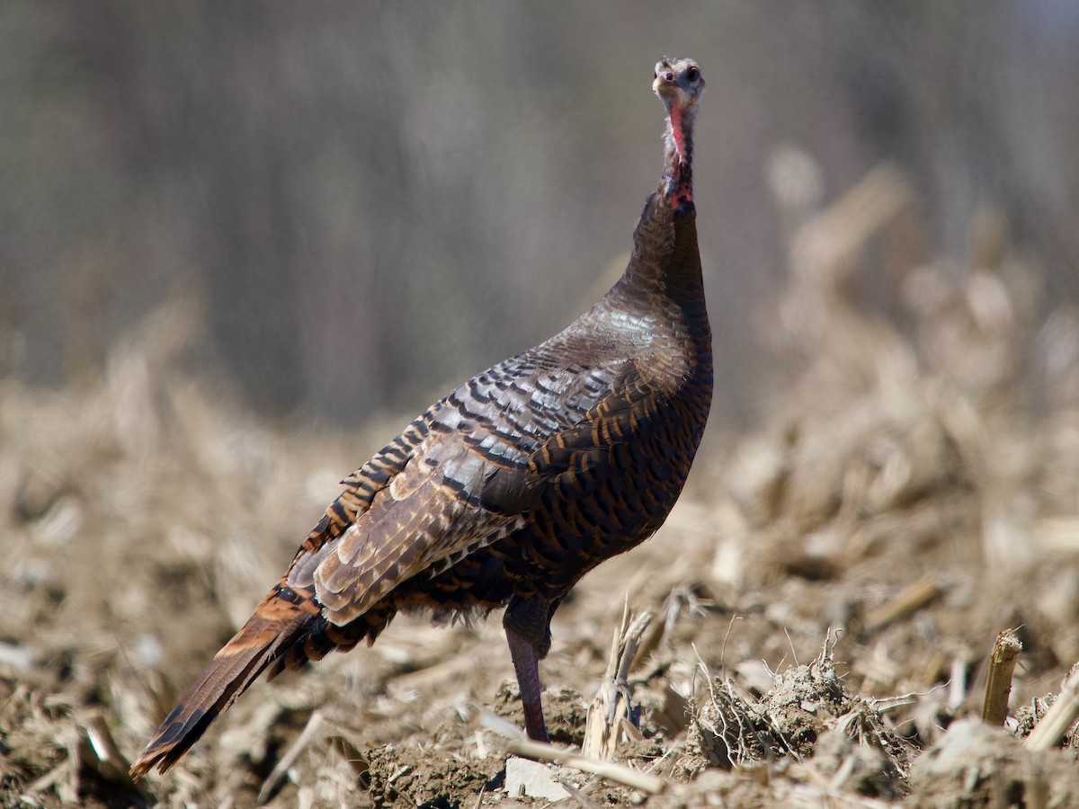 Wild Turkey - ML617832624