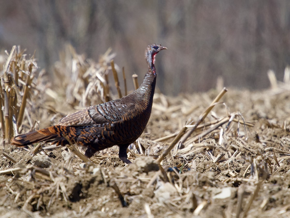 Wild Turkey - ML617832625