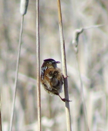 Marsh Wren - ML617832629