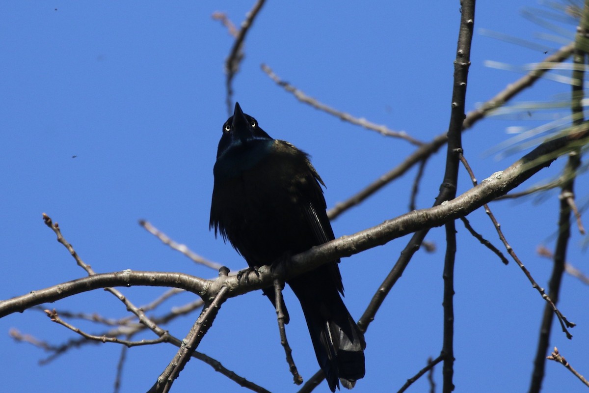 Common Grackle - ML617832690