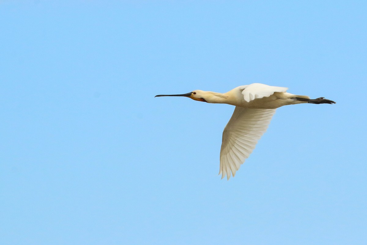 Eurasian Spoonbill - ML617832737