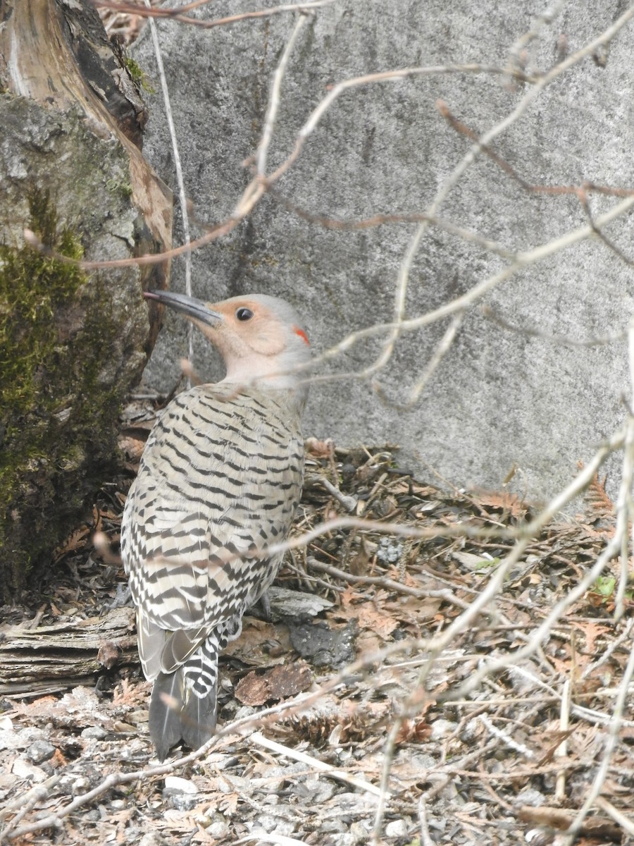 Northern Flicker - Belinda  Gallagher