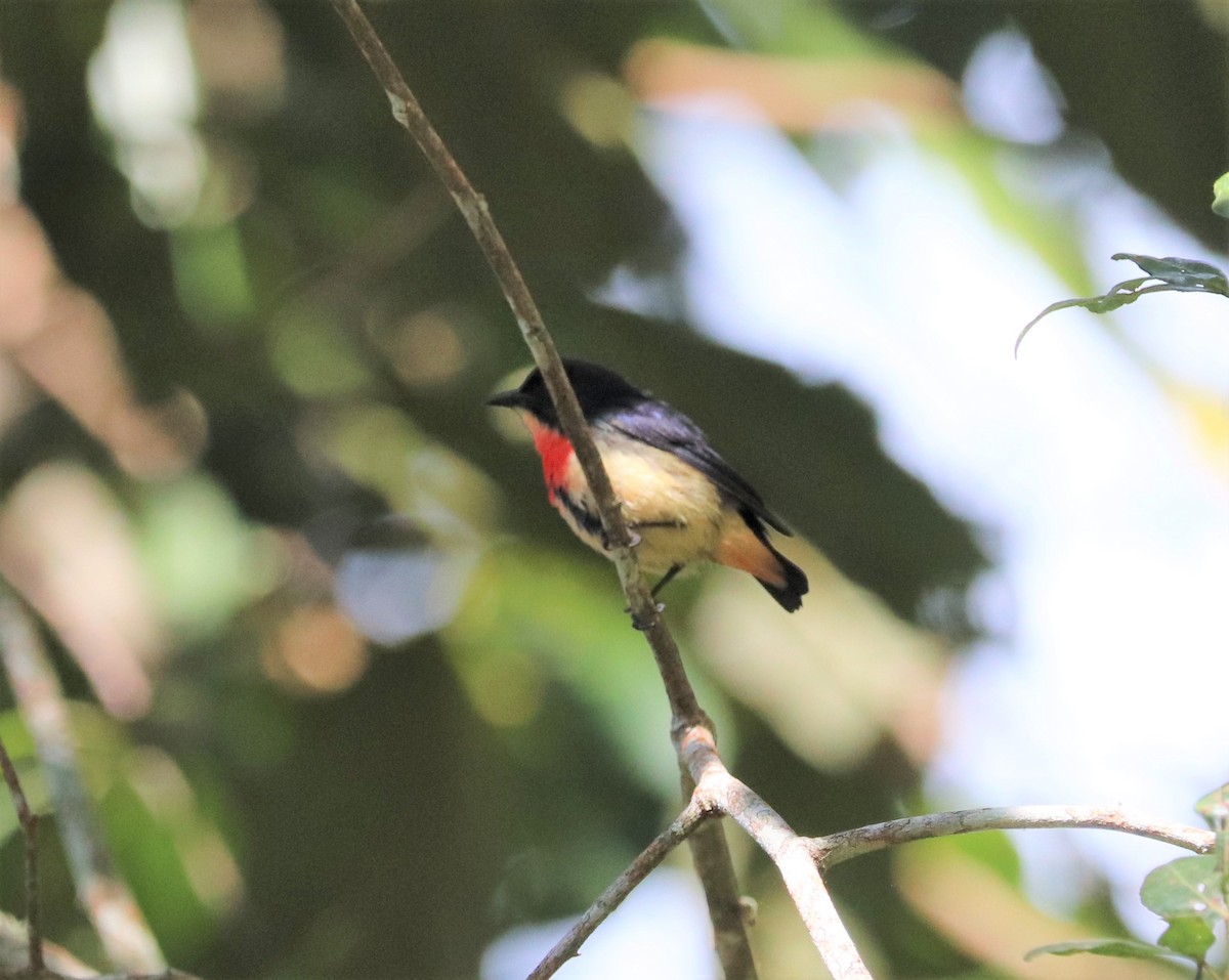 Blood-breasted Flowerpecker (Blood-breasted) - Sunil Zaveri