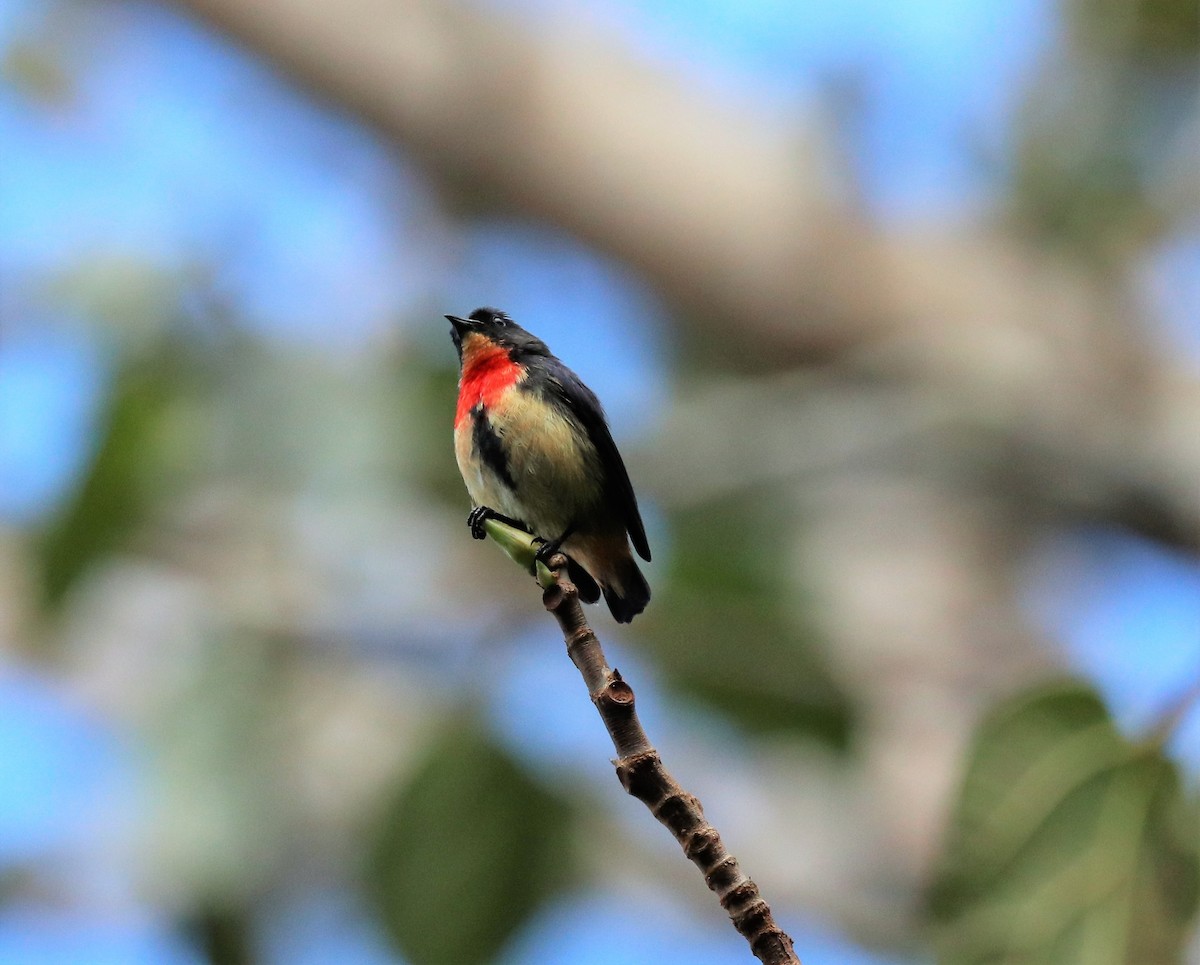 Blood-breasted Flowerpecker (Blood-breasted) - Sunil Zaveri