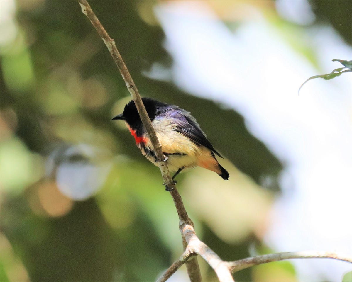 Blood-breasted Flowerpecker (Blood-breasted) - Sunil Zaveri