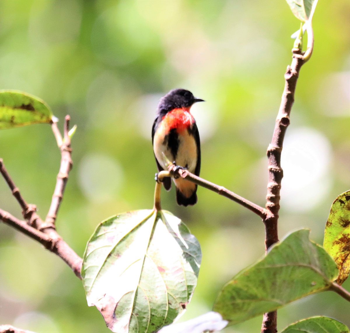 Blood-breasted Flowerpecker (Blood-breasted) - Sunil Zaveri