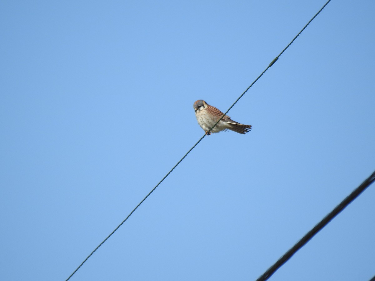 American Kestrel - ML617832782