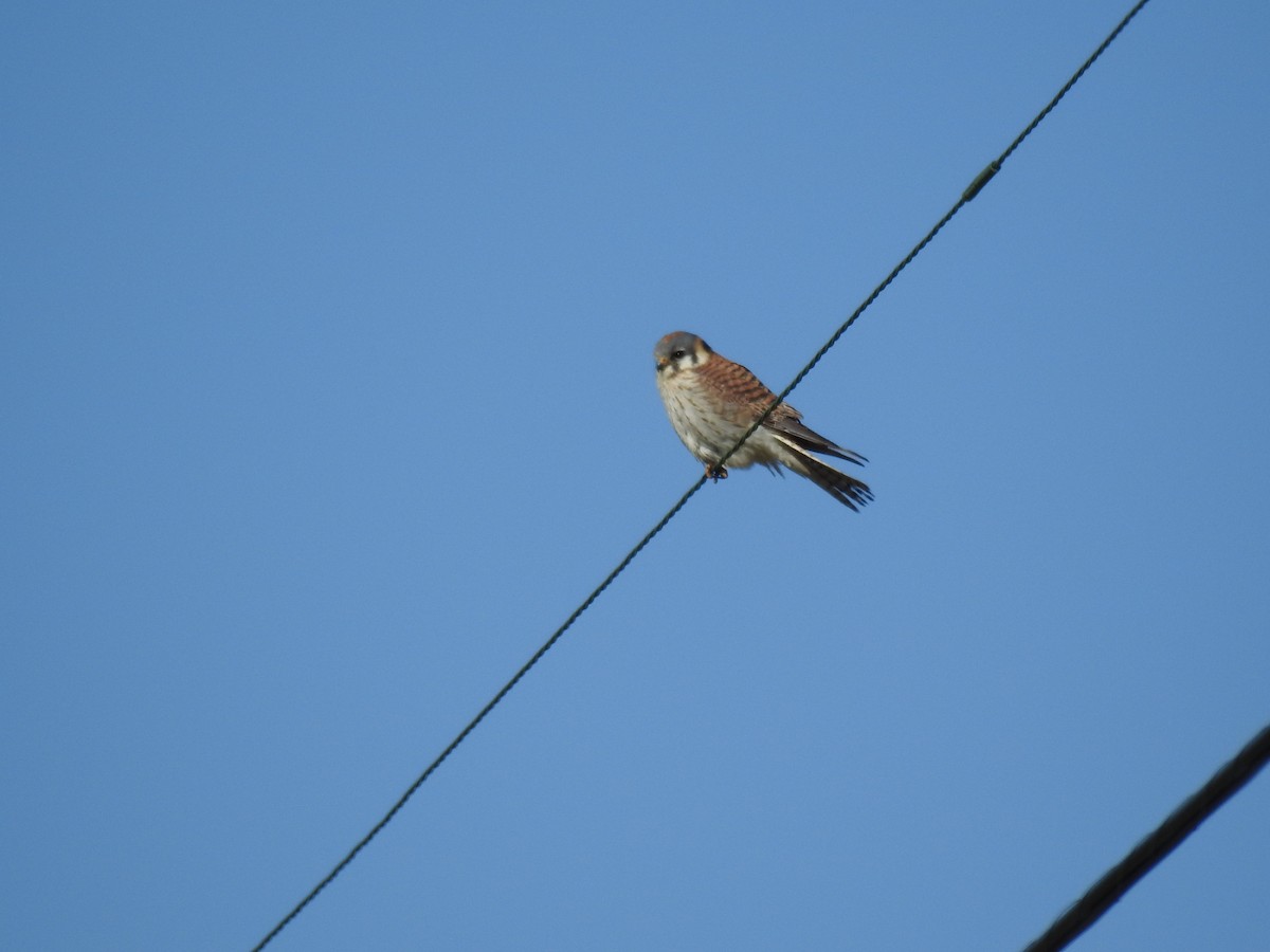 American Kestrel - ML617832783