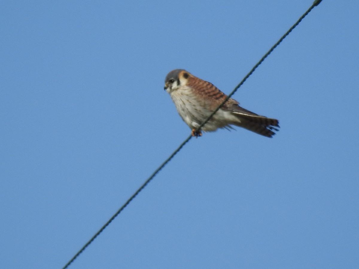 American Kestrel - ML617832784