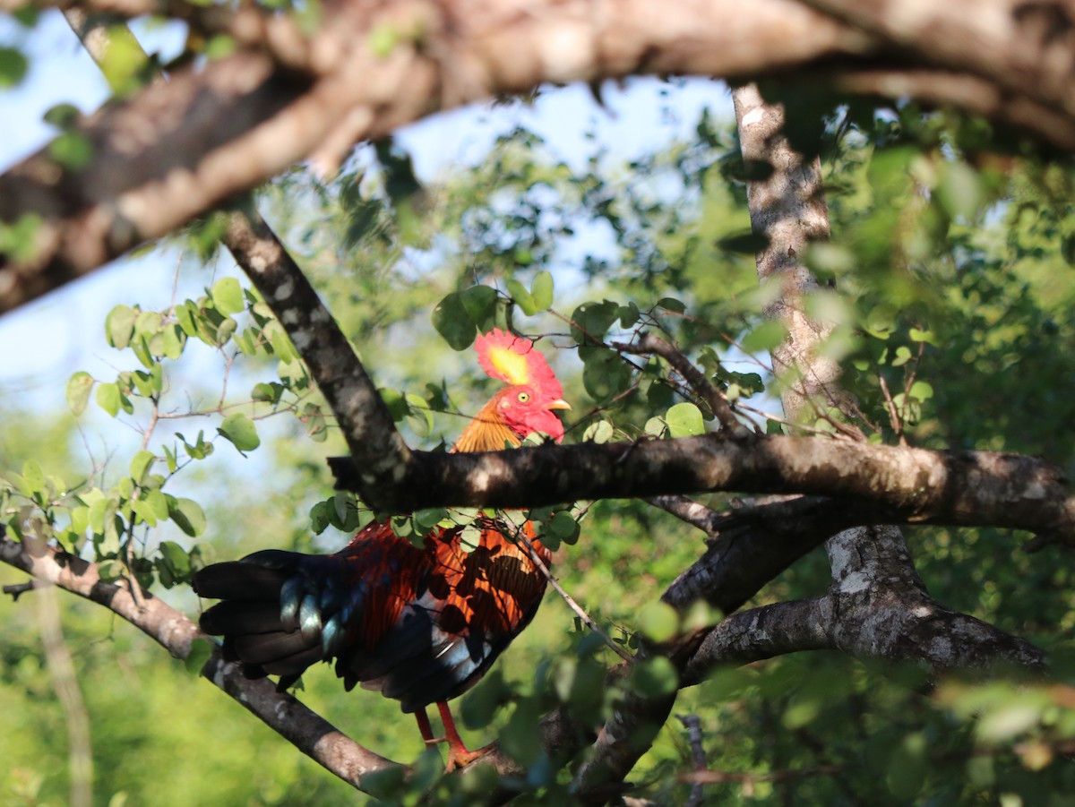 Sri Lanka Junglefowl - ML617832801