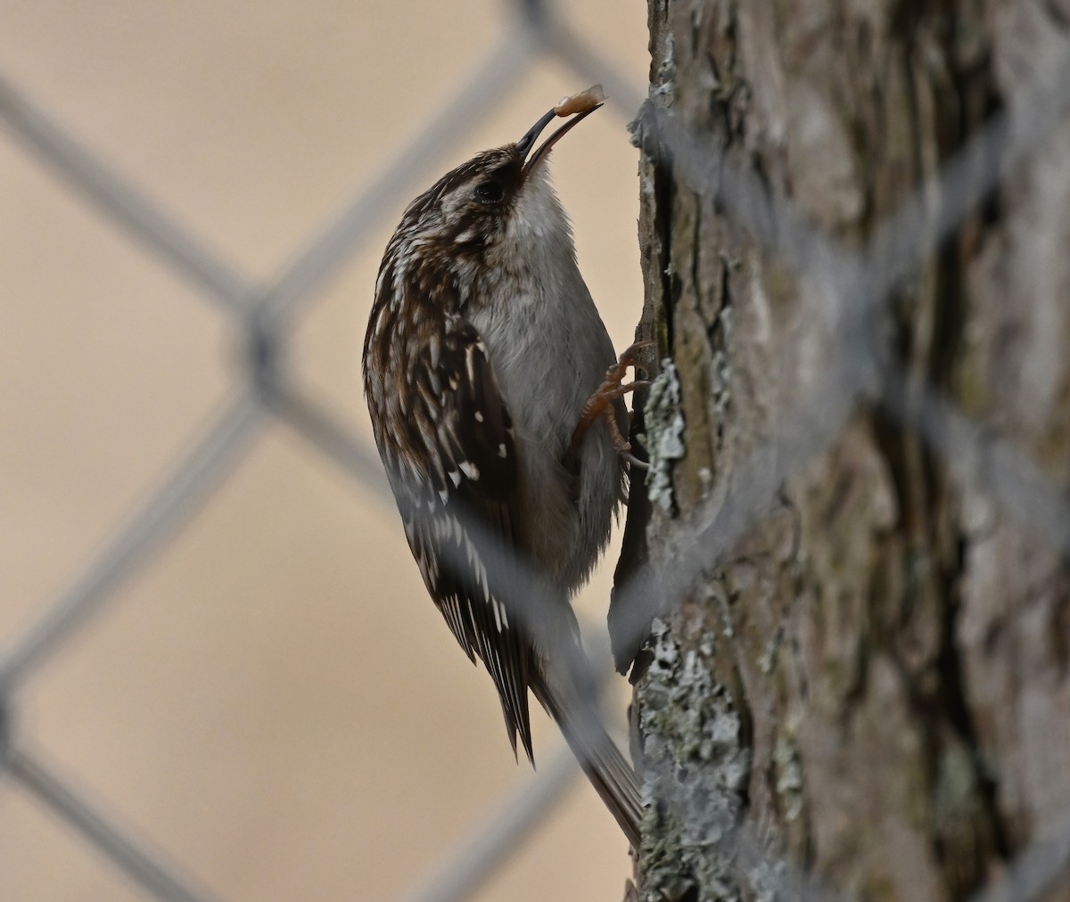 Brown Creeper - Raymond Ladurantaye