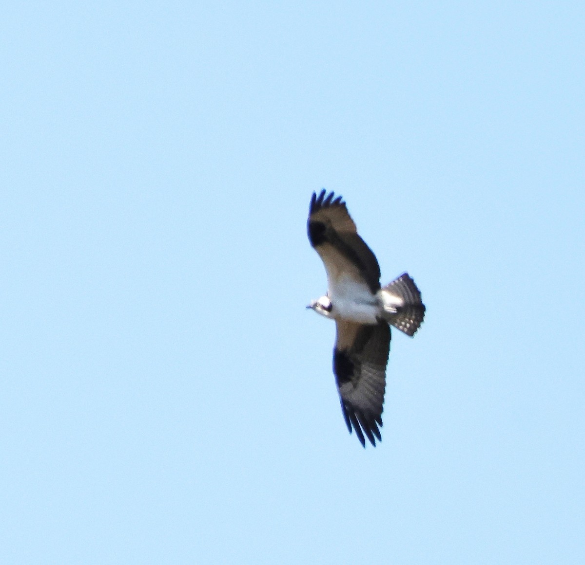 Águila Pescadora - ML617832913