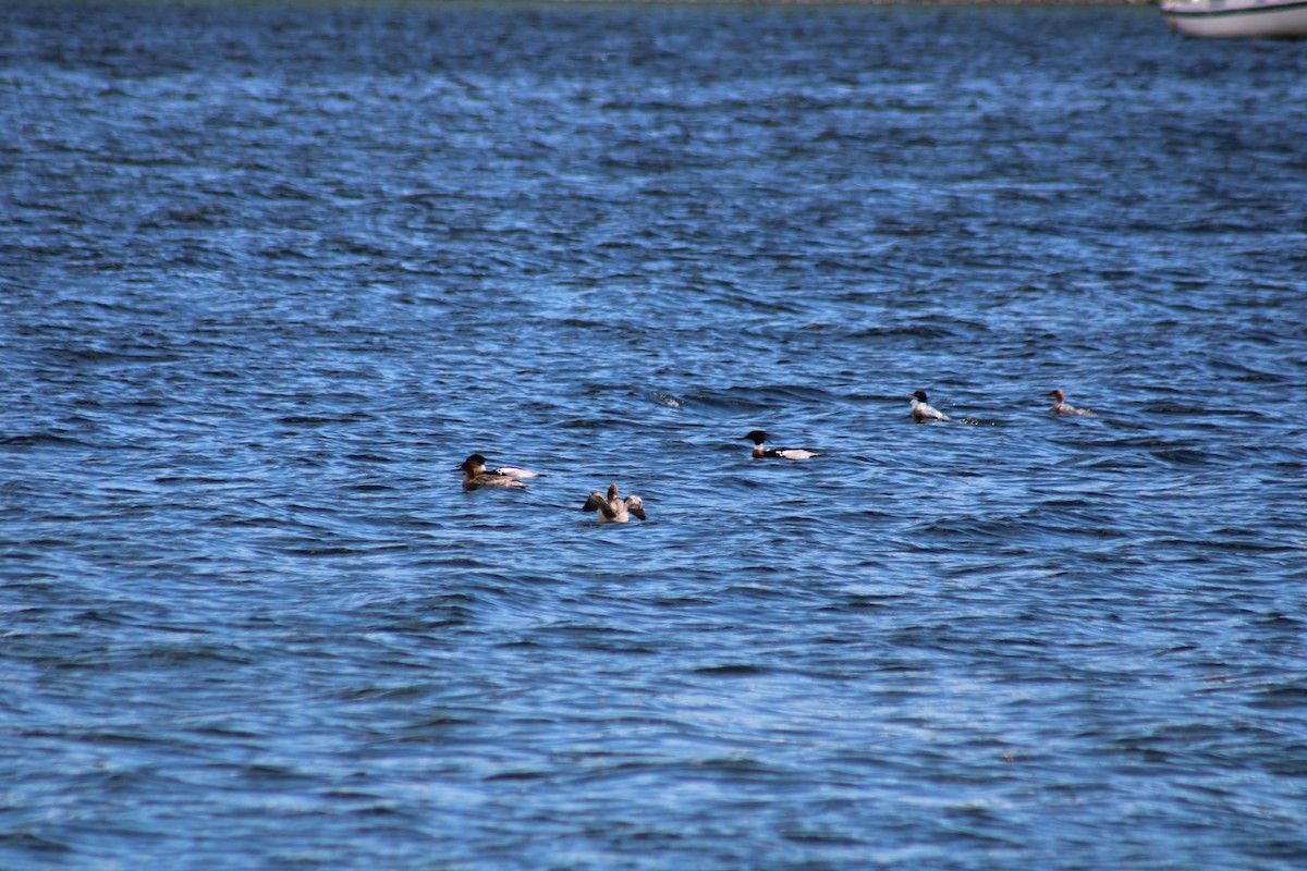 Red-breasted Merganser - Norbert Schuster