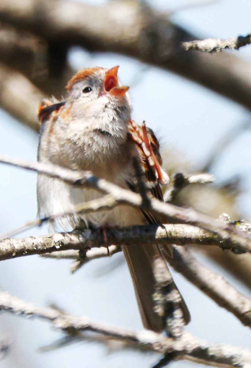 Field Sparrow - ML617832923