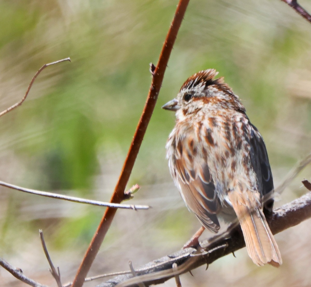 Song Sparrow - ML617832925