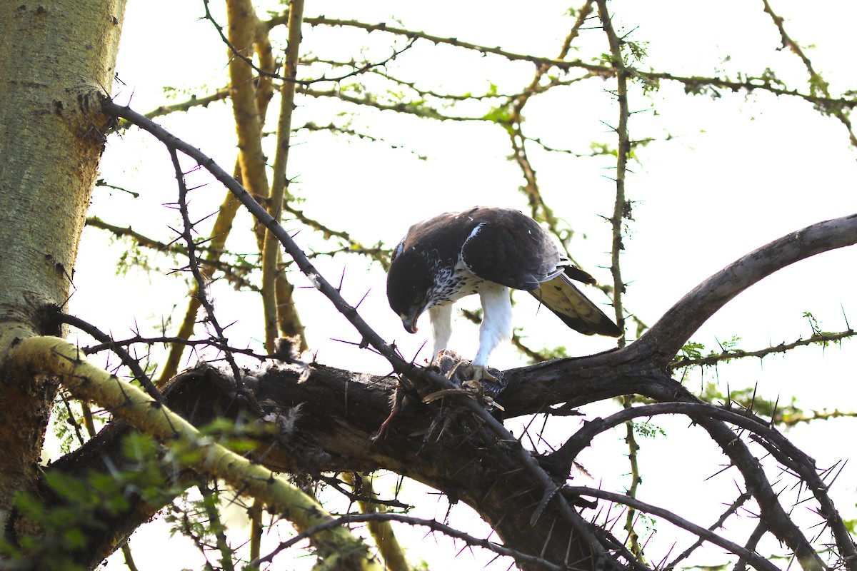 African Hawk-Eagle - ML617832928