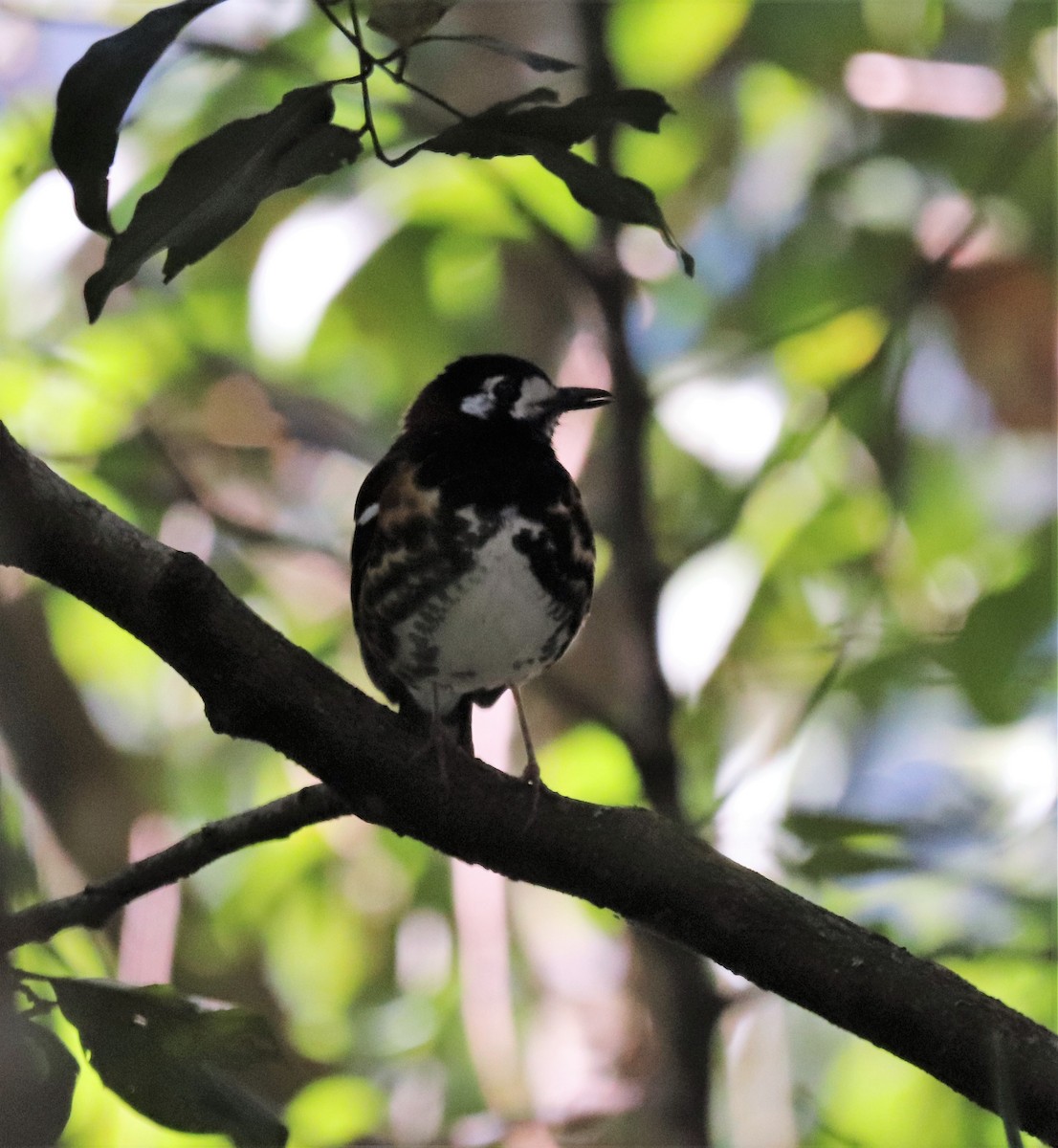 Chestnut-backed Thrush - ML617832931