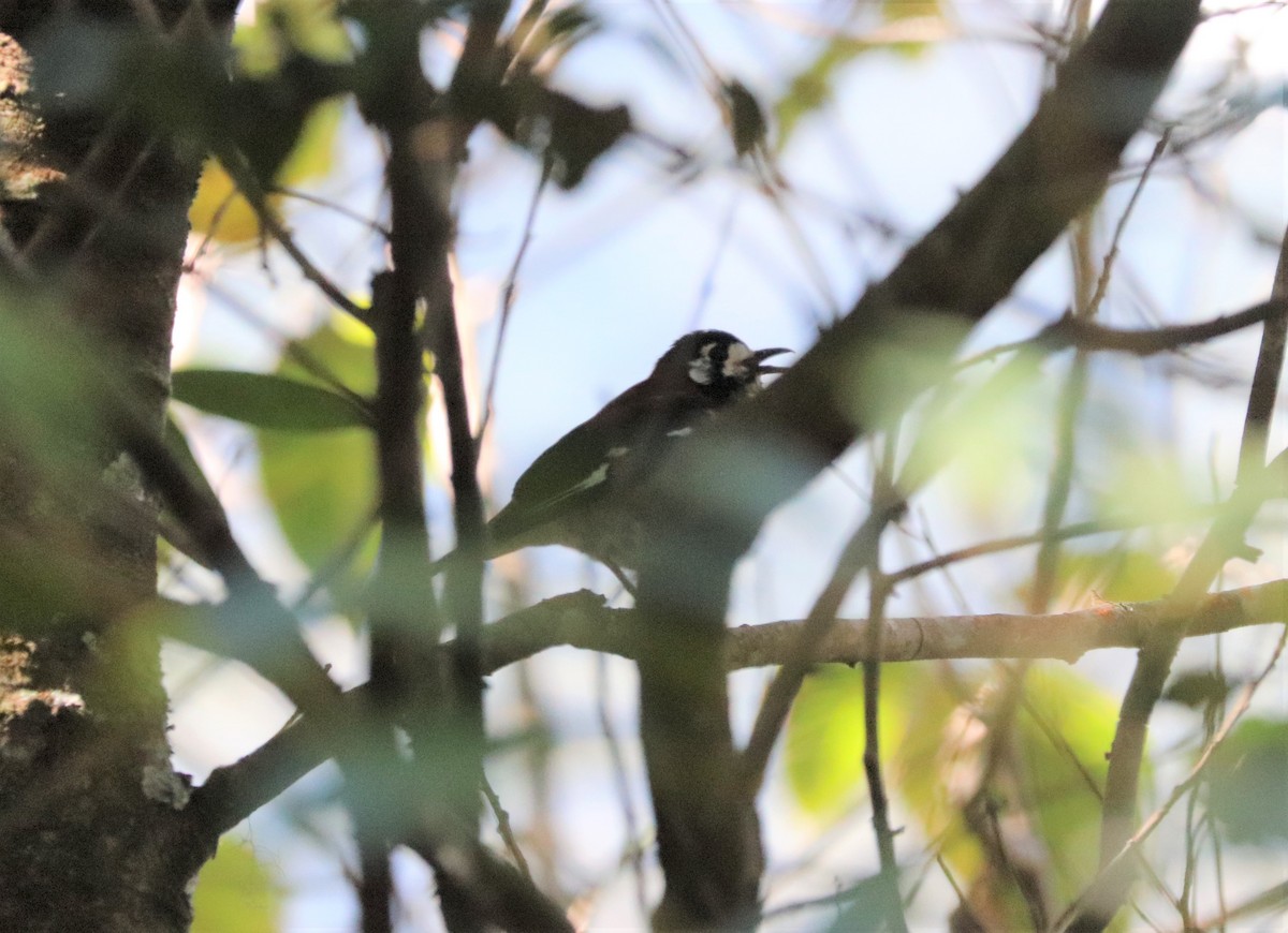 Chestnut-backed Thrush - Sunil Zaveri