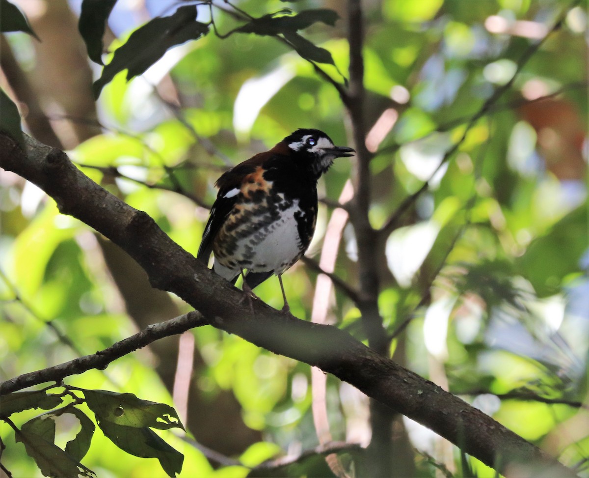 Chestnut-backed Thrush - ML617832937