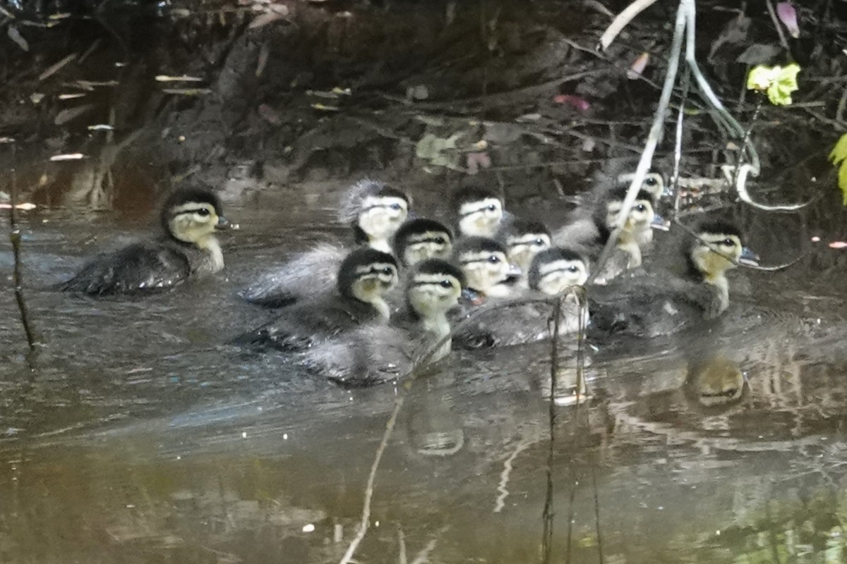 Wood Duck - ML617832944