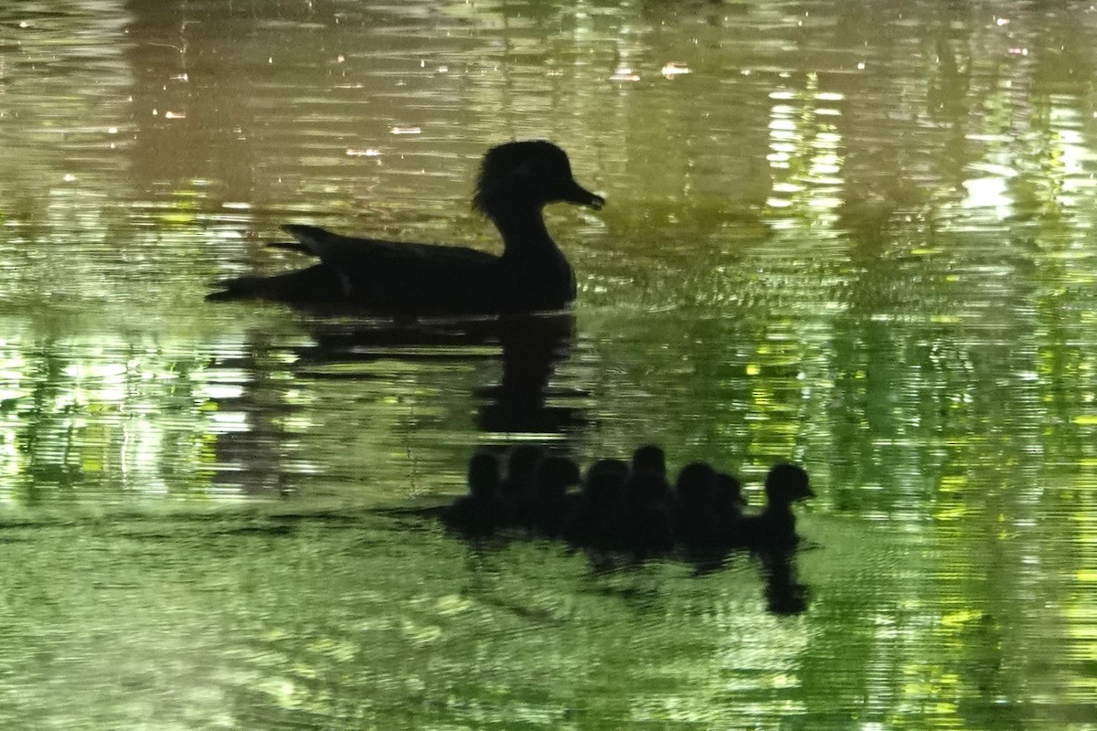 Wood Duck - ML617832947
