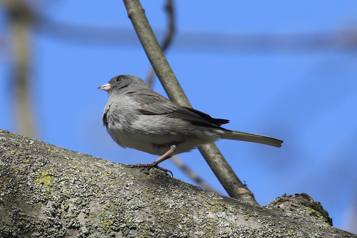 Dark-eyed Junco - ML617832980