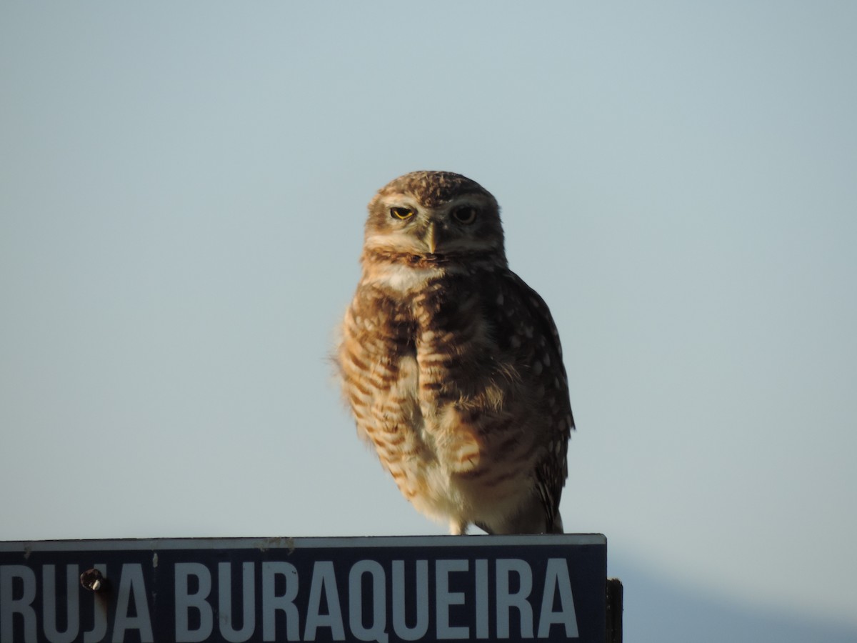 Burrowing Owl - Antônio Luís Mendes da Silva Luís Trilha