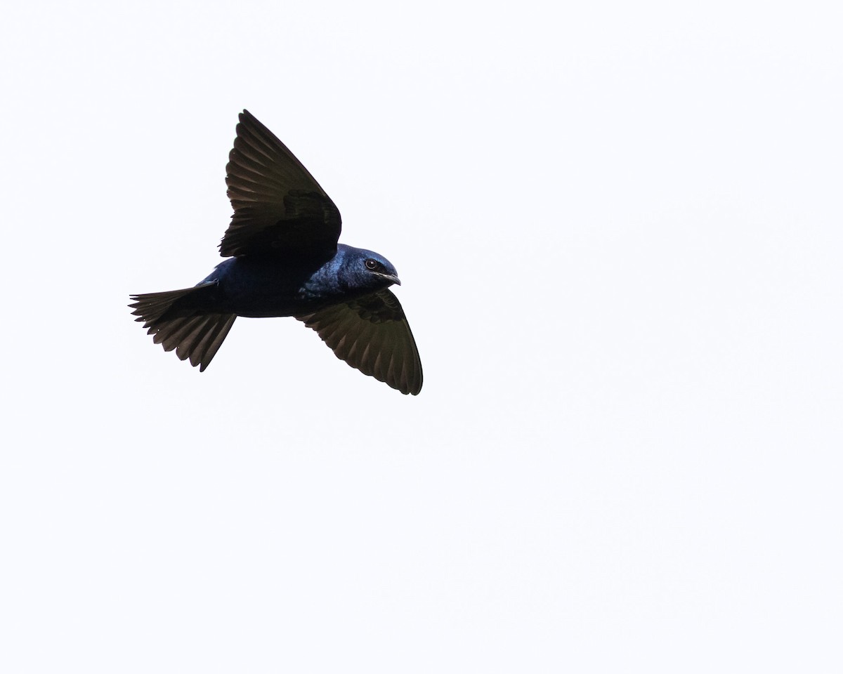 Purple Martin - ML617833033