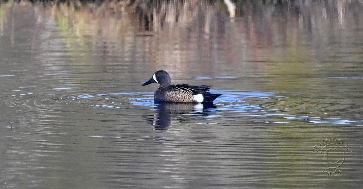 Blue-winged Teal - ML617833039