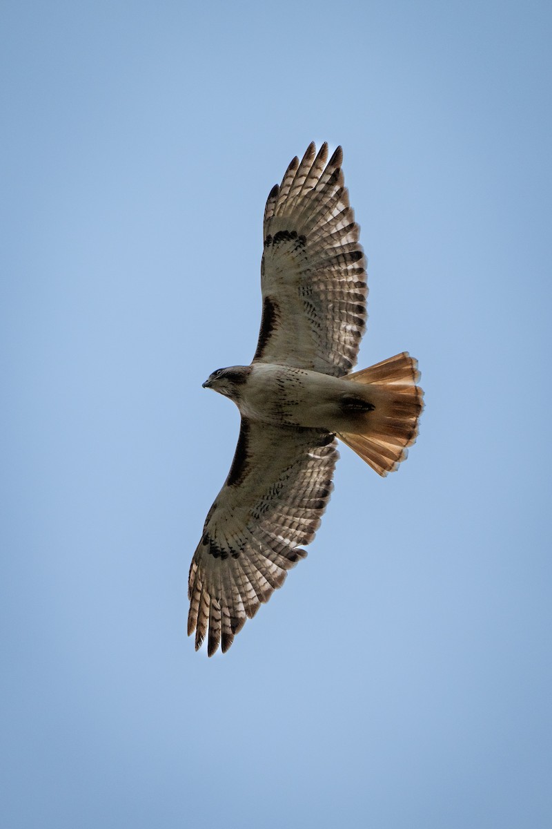 Red-tailed Hawk - Myron Peterson