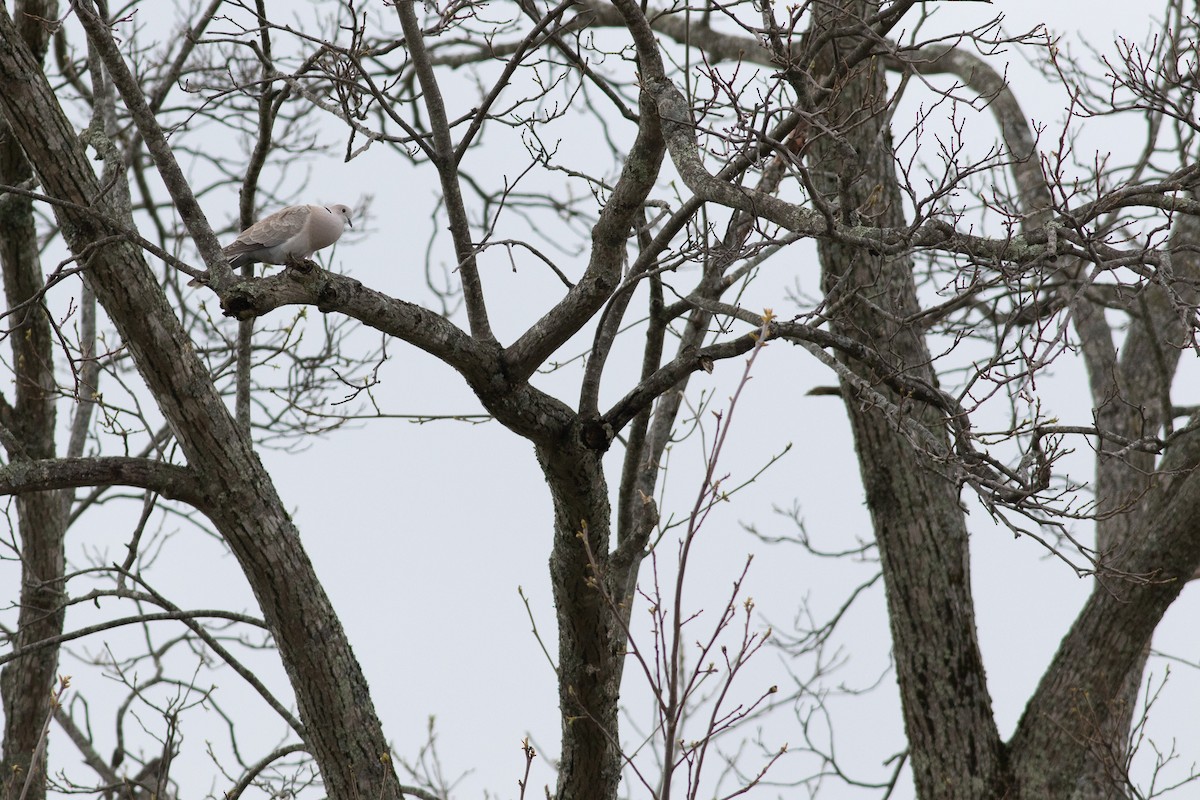 Eurasian Collared-Dove - ML617833070