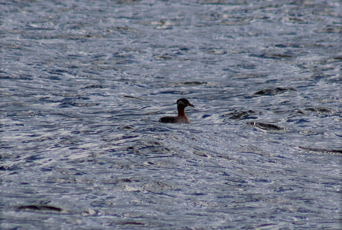 Red-necked Grebe - Norbert Schuster