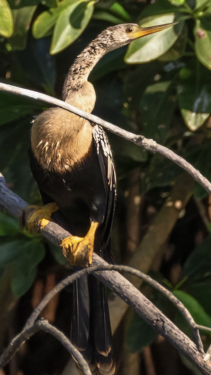 anhinga americká - ML617833086