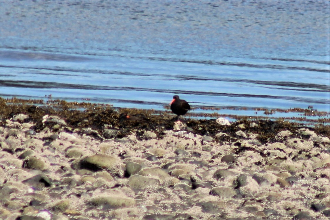 Black Oystercatcher - Norbert Schuster