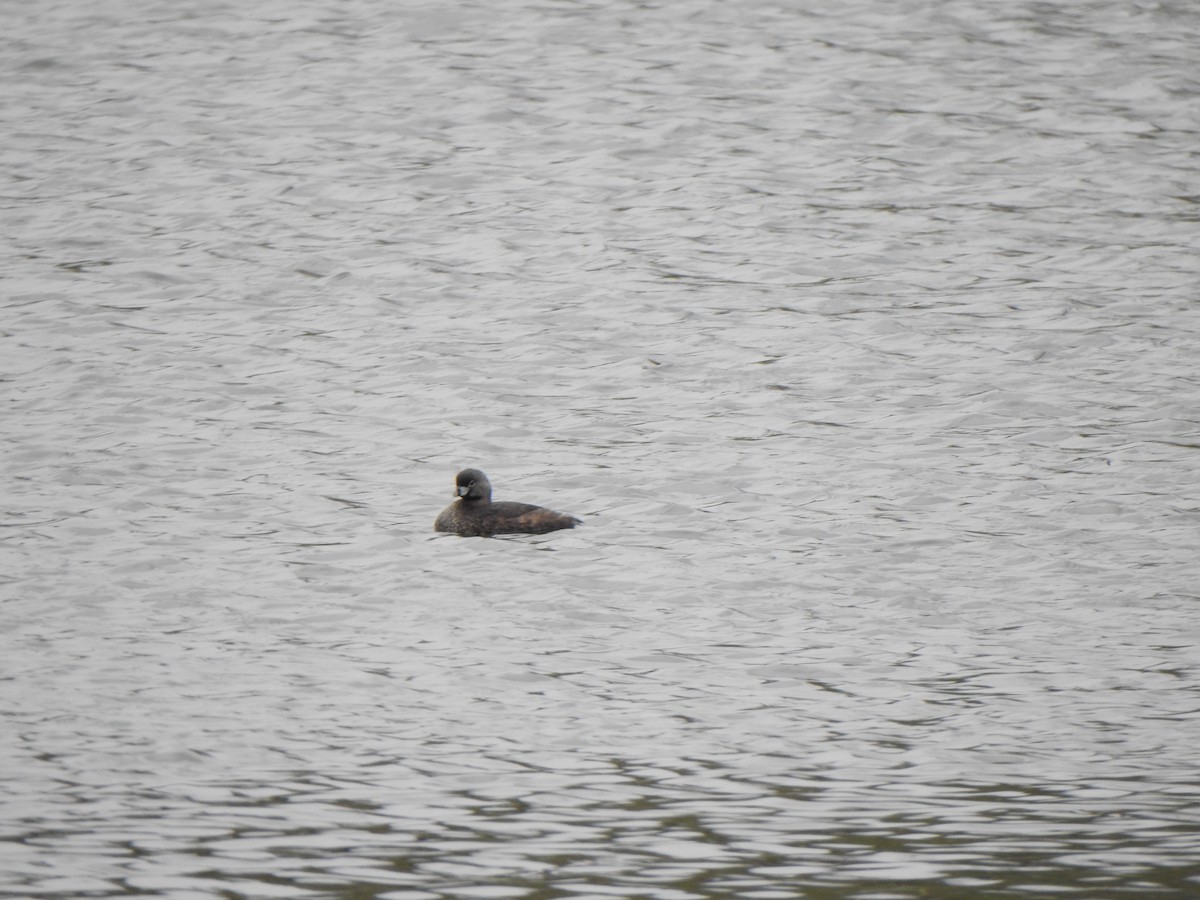 Pied-billed Grebe - ML617833149