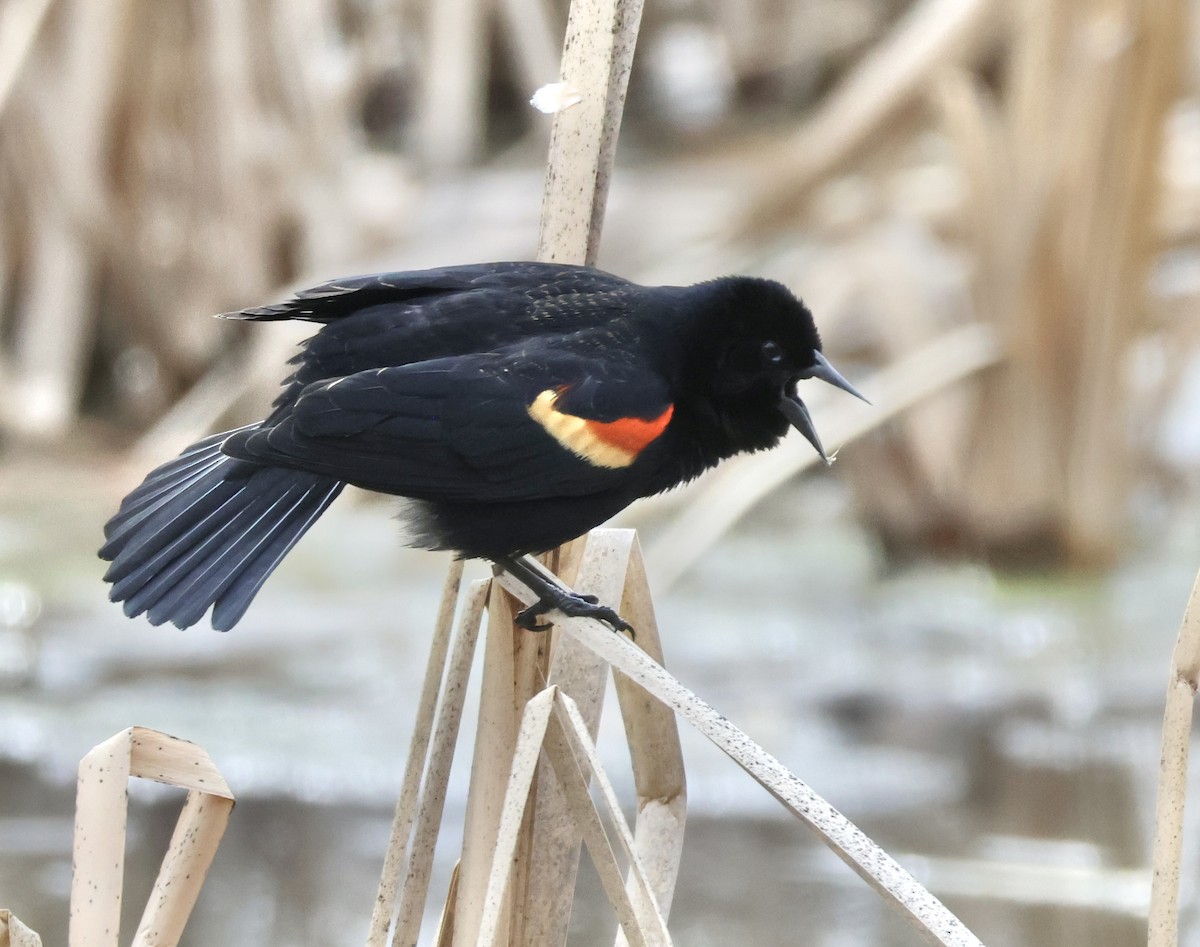 Red-winged Blackbird - Charlie   Nims