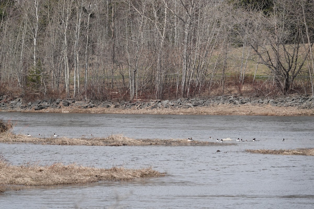 Common Merganser - ML617833222