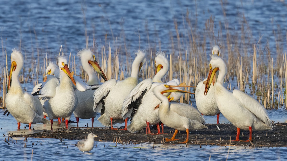 American White Pelican - Ewa Golebiowska