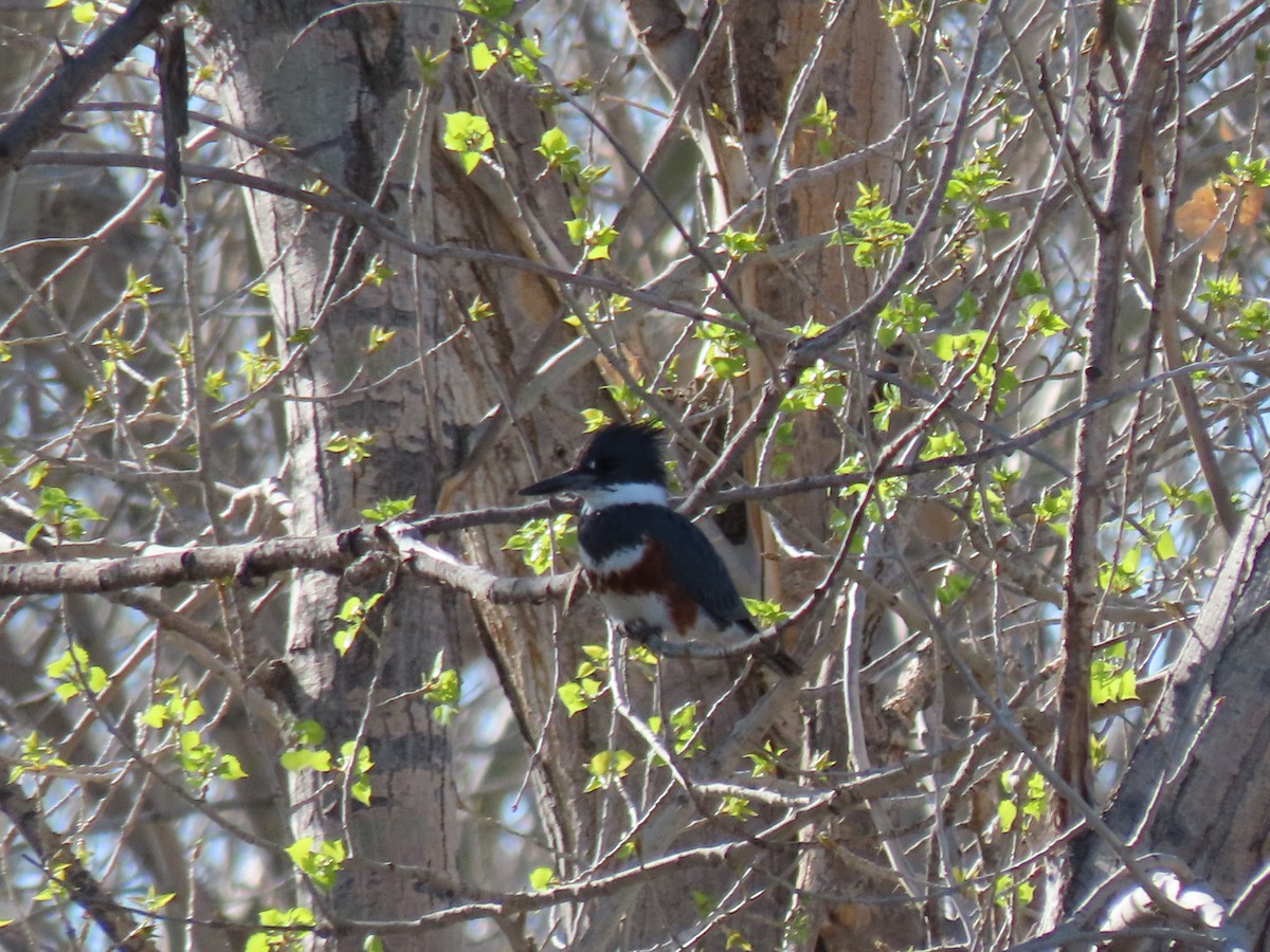 Belted Kingfisher - ML617833239