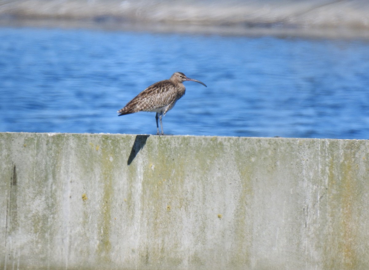 Whimbrel - Filipe Manuel