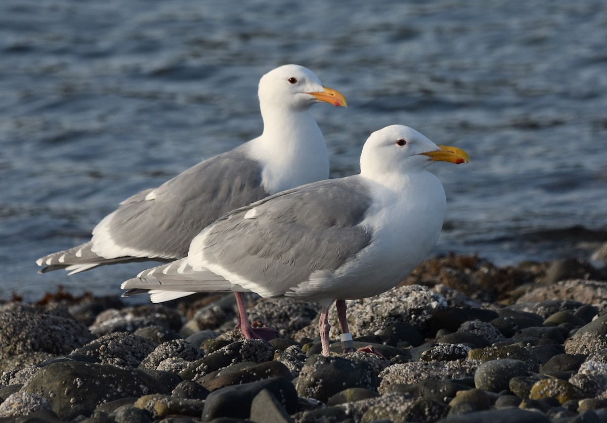 Glaucous-winged Gull - Sandy Bowie