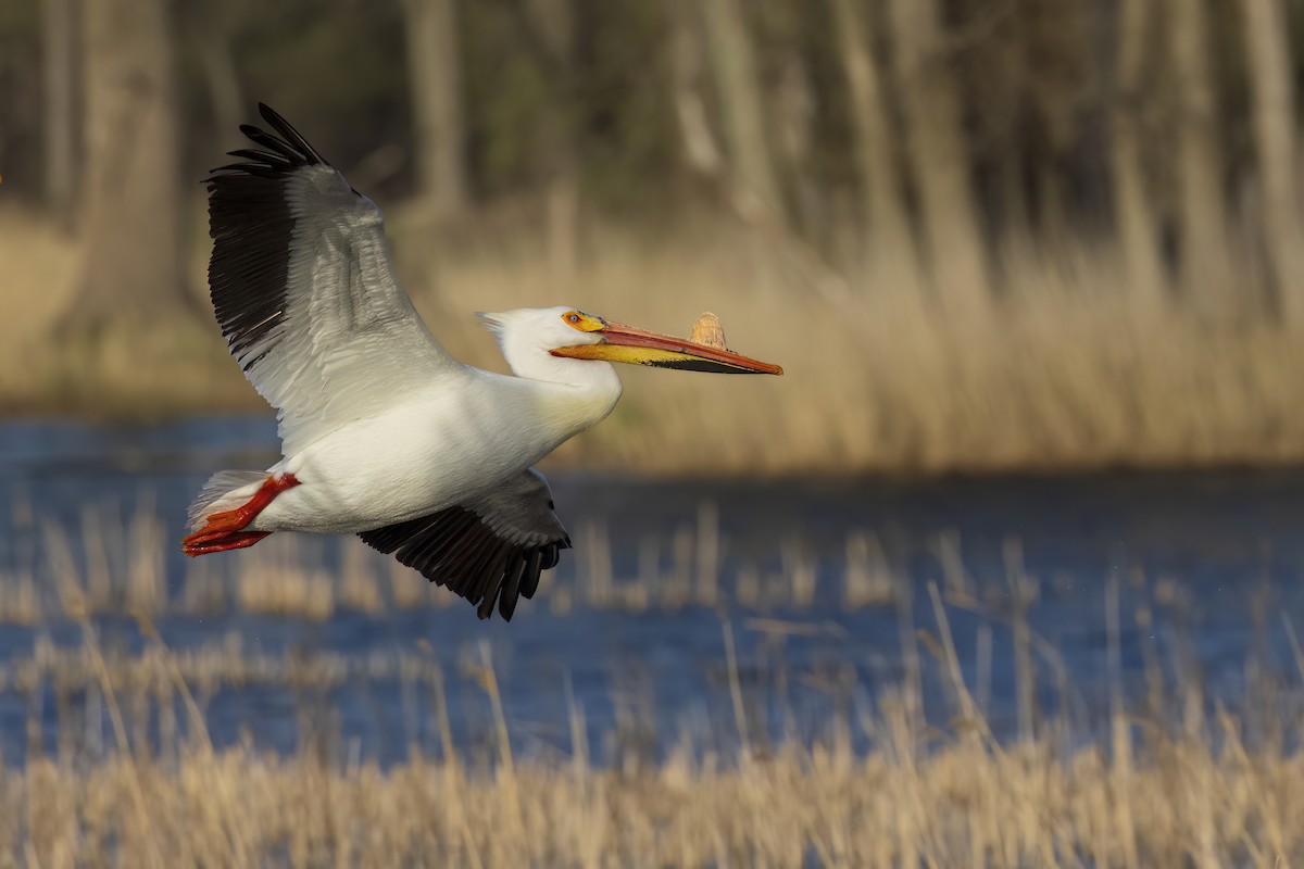 American White Pelican - ML617833318