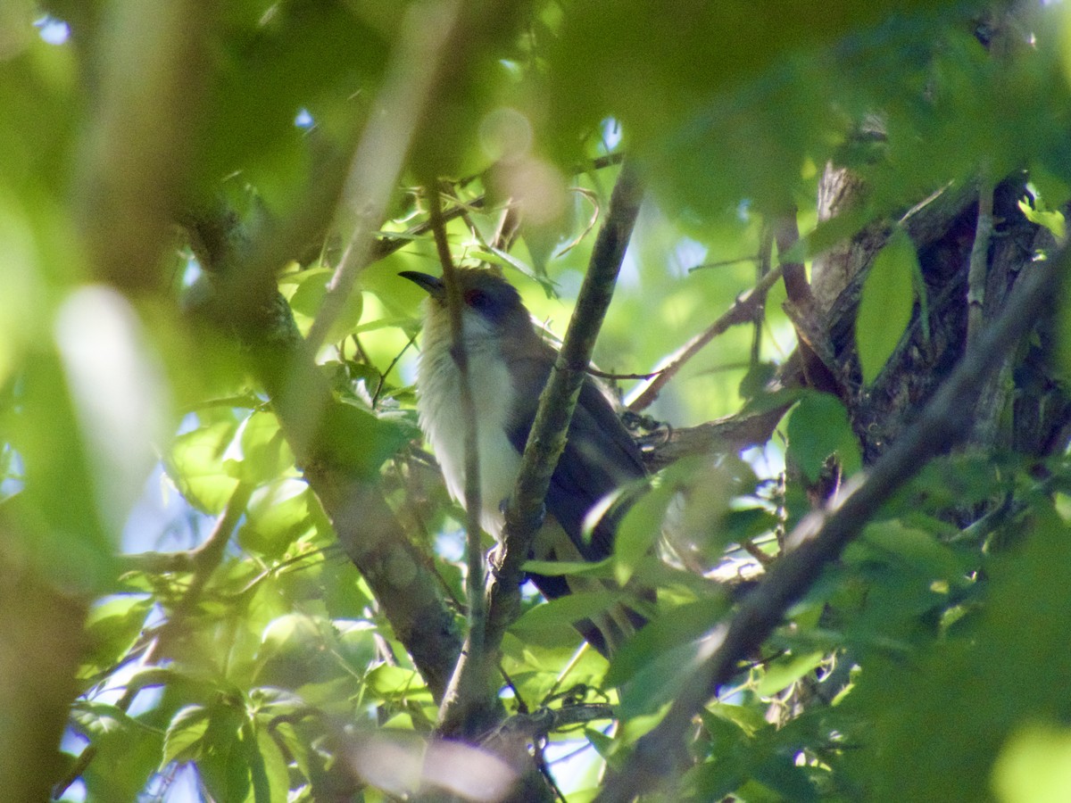 Black-billed Cuckoo - ML617833329